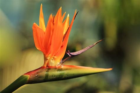 天堂鳥種子|天堂鳥花怎麼養？天堂鳥花種類、花語、繁殖&風水 –